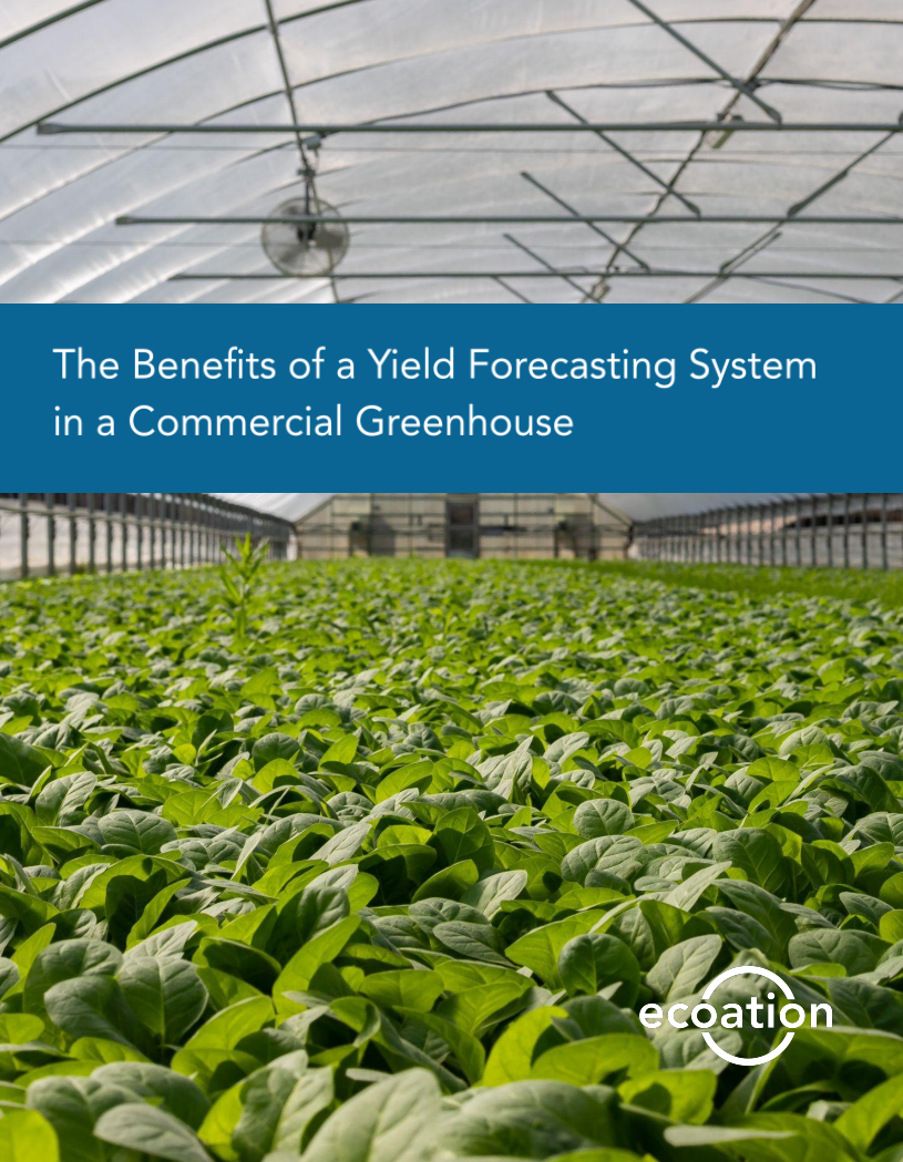 whitepaper-greenhouse-benefits-of-yield-forecasting-1